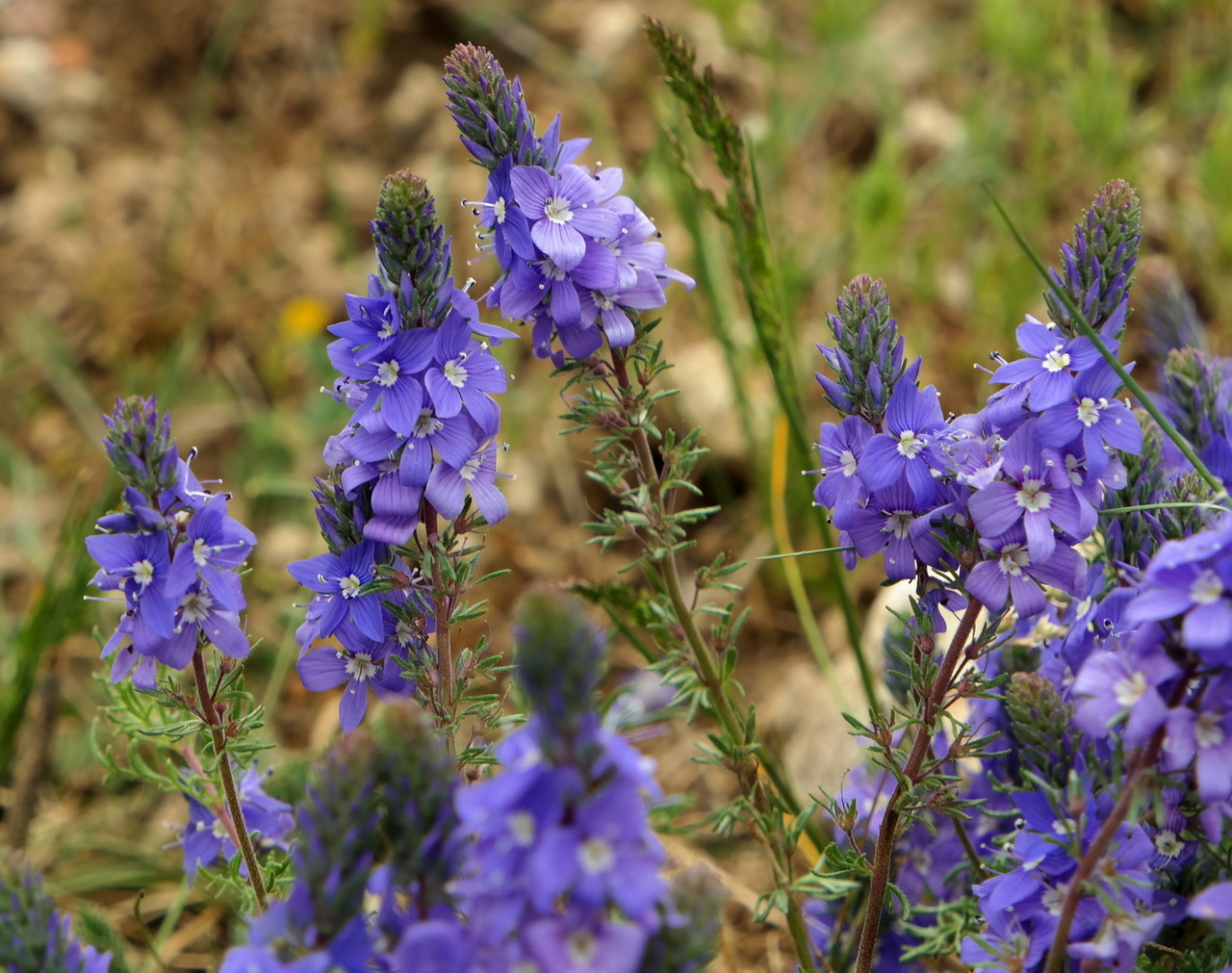 Image of Veronica capsellicarpa specimen.