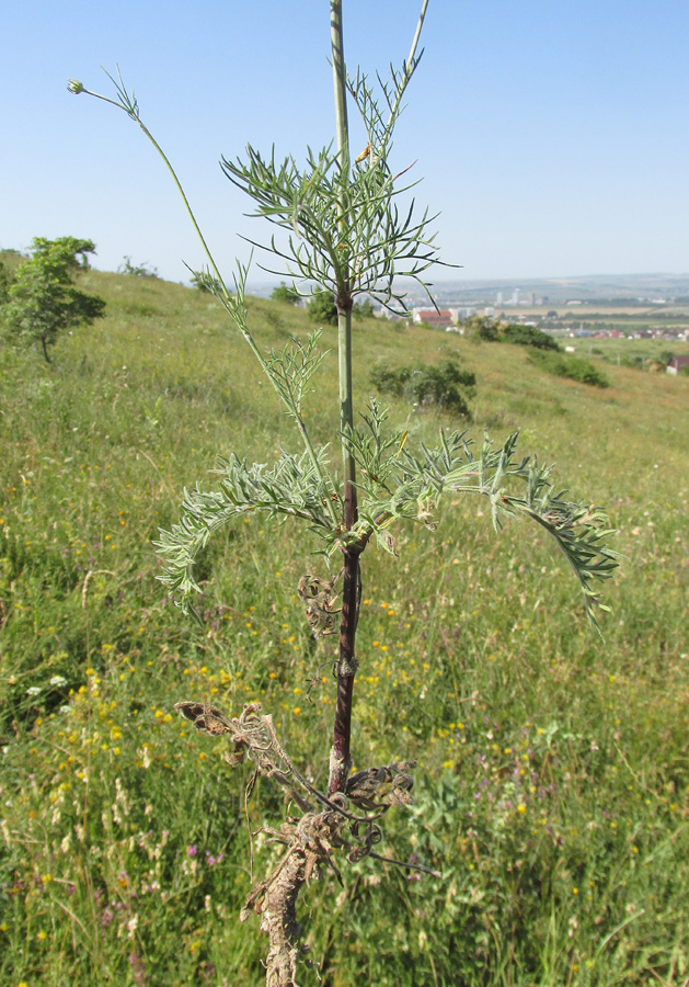 Image of Scabiosa bipinnata specimen.