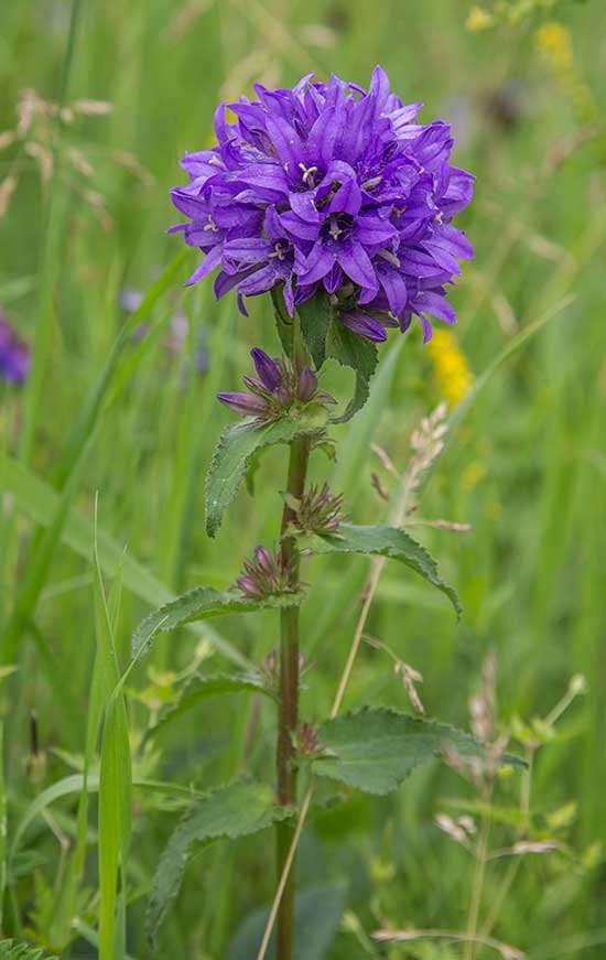 Image of Campanula glomerata specimen.