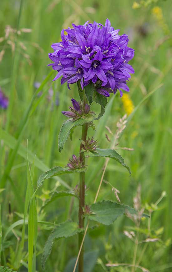 Изображение особи Campanula glomerata.