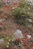 род Ephedra. Растения с фруктификациями (видны также цветущие растения Phlojodicarpus sibiricus). Иркутская обл., Ольхонский р-н, окр. с. Сахюрта, кромка берегового склона к оз. Байкал. 14.07.2019.