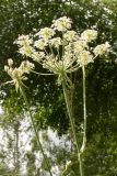 Laserpitium prutenicum