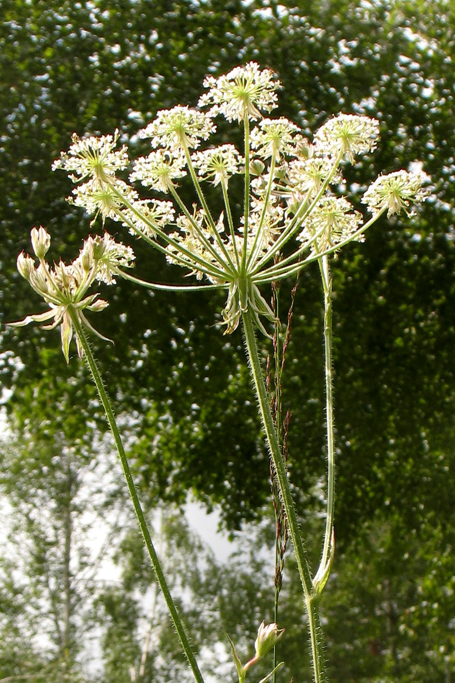 Image of Laserpitium prutenicum specimen.