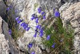 Campanula rotundifolia. Цветущие растения. Челябинская обл., Саткинский р-н, хребет Зюраткуль, ≈ 1100 м н.у.м., на скале. 31.07.2019.