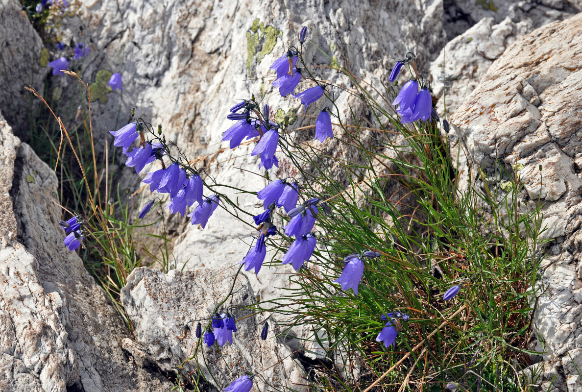 Изображение особи Campanula rotundifolia.