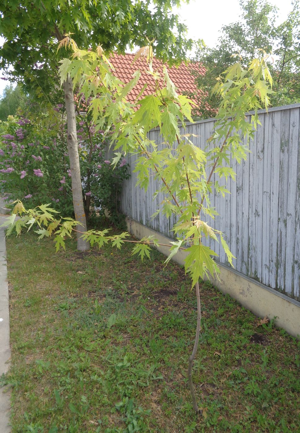 Изображение особи Acer saccharinum.