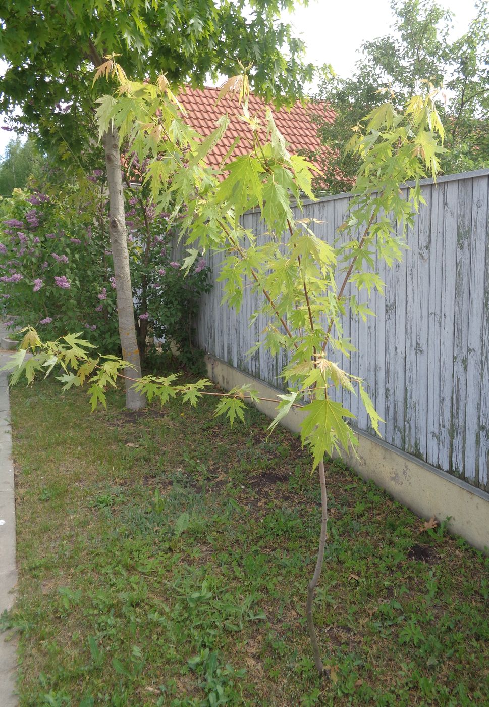 Image of Acer saccharinum specimen.