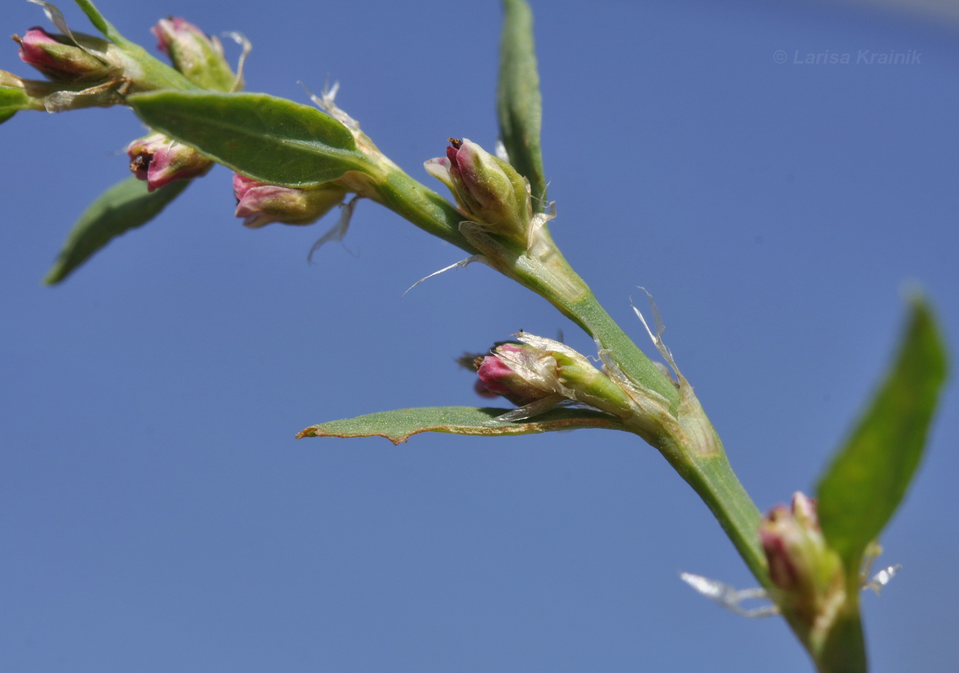 Изображение особи род Polygonum.