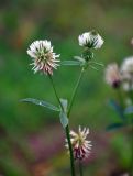 Trifolium montanum. Верхушка побега с соцветиями. Владимирская обл., Суздальский р-н, окр. с. Кидекша, луг на опушке сосняка. 18.08.2019.