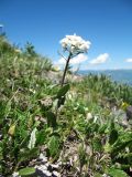 Noccaea ferganensis. Цветущее растение в сообществе с Dryas oxyodonta. Восточный Казахстан, Южный Алтай, хр. Сарымсакты, пер. Бурхат, ≈ 2200 м н.у.м., щебнисто-каменистая тундра на склоне вост. экспозиции. 22 июня 2019 г.