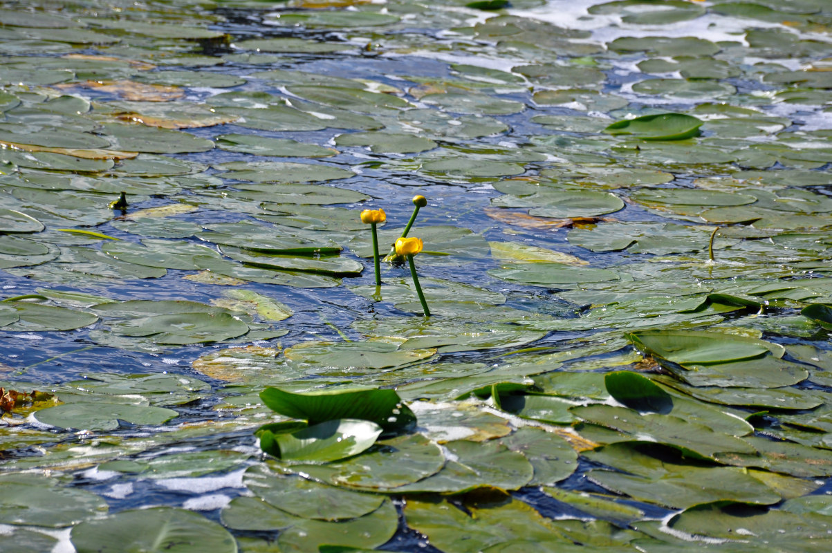 Изображение особи Nuphar lutea.