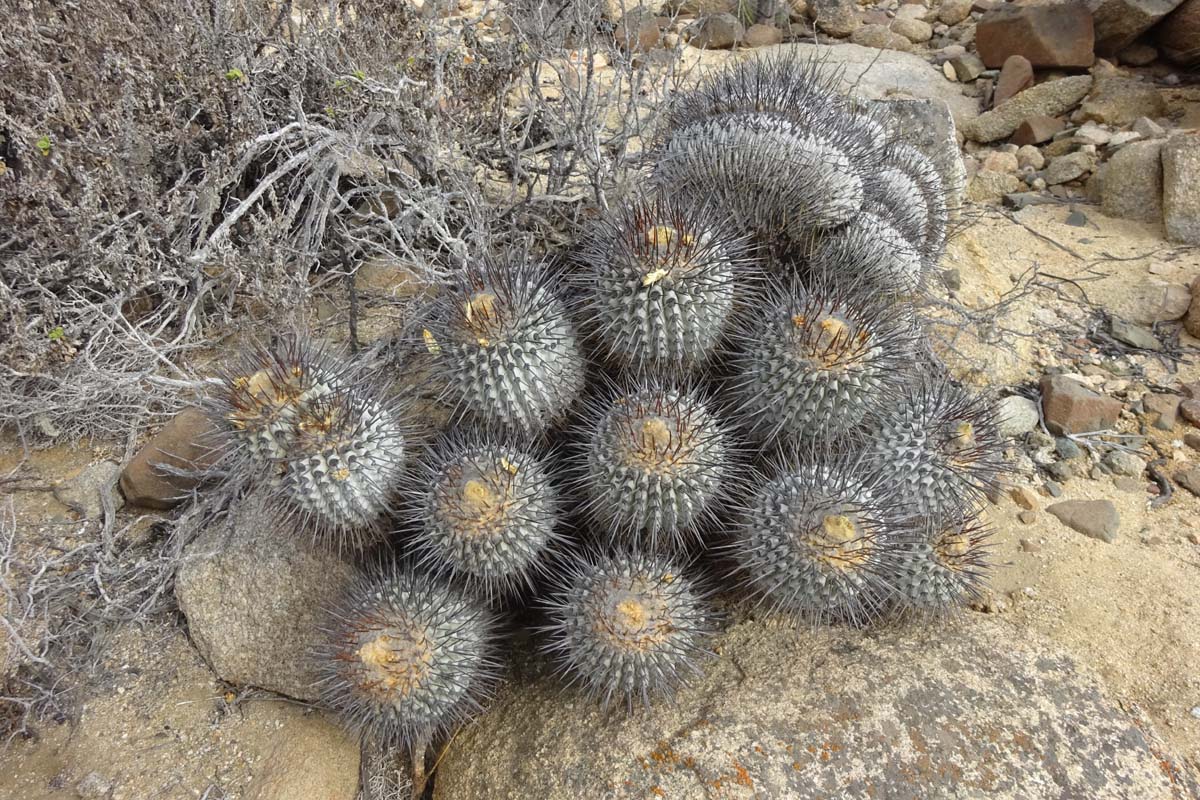 Изображение особи Copiapoa cinerea.