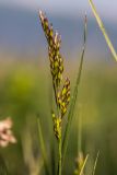 семейство Poaceae. Соцветие и лист. Краснодарский край, Мостовский р-н, окр. пос. Узловой, ю.-в. склон горы Асбестная, субальпийский луг. 15.06.2019.