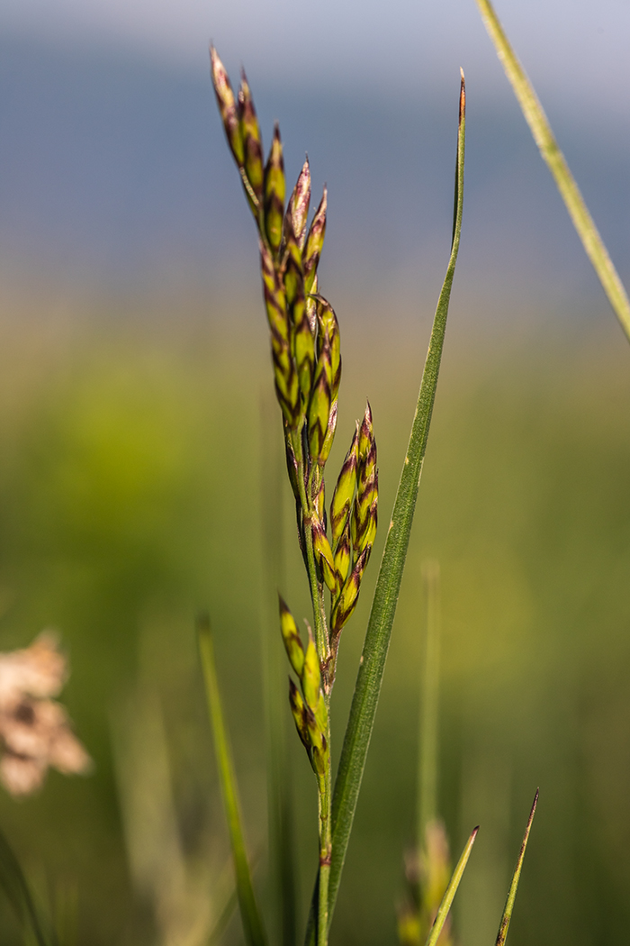 Изображение особи семейство Poaceae.