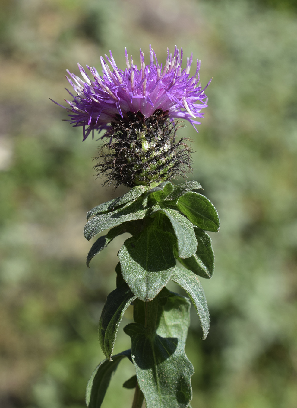 Image of Centaurea pectinata specimen.