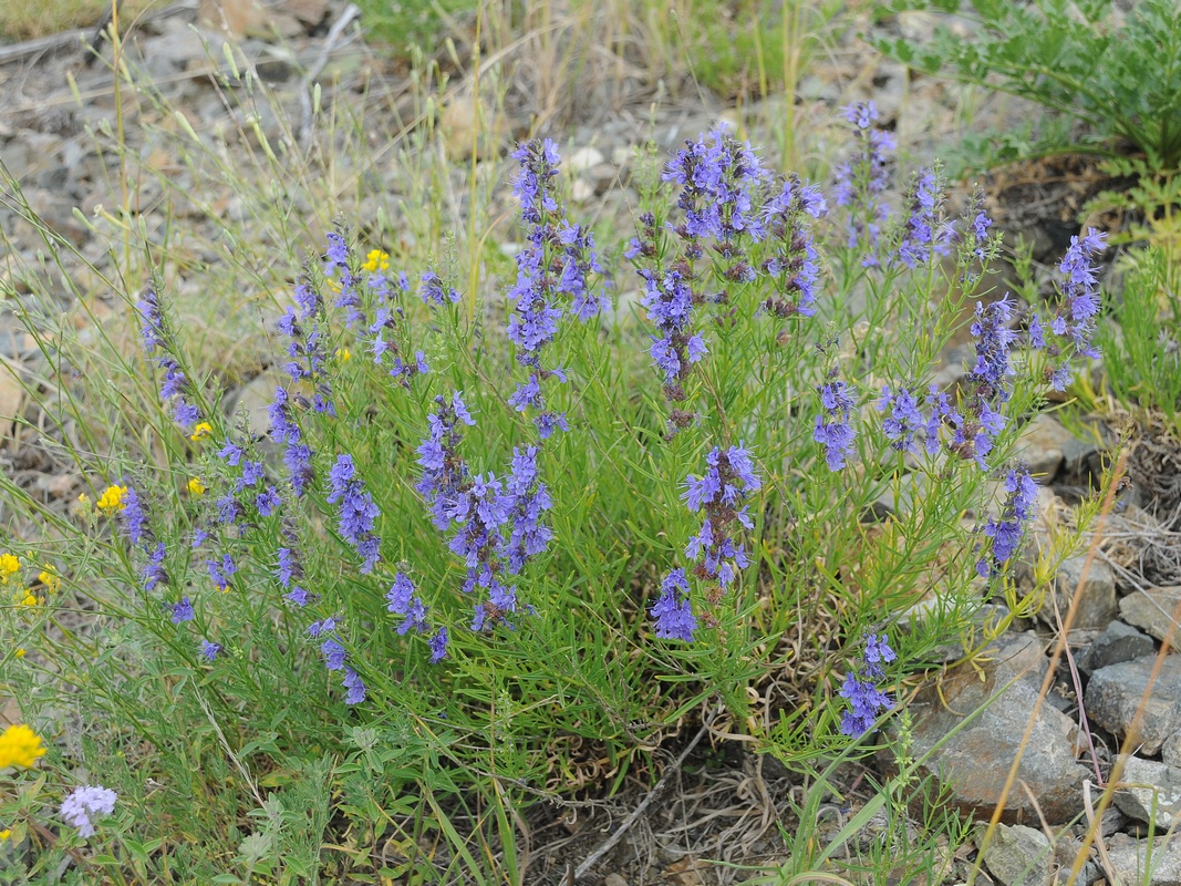 Изображение особи Hyssopus ambiguus.