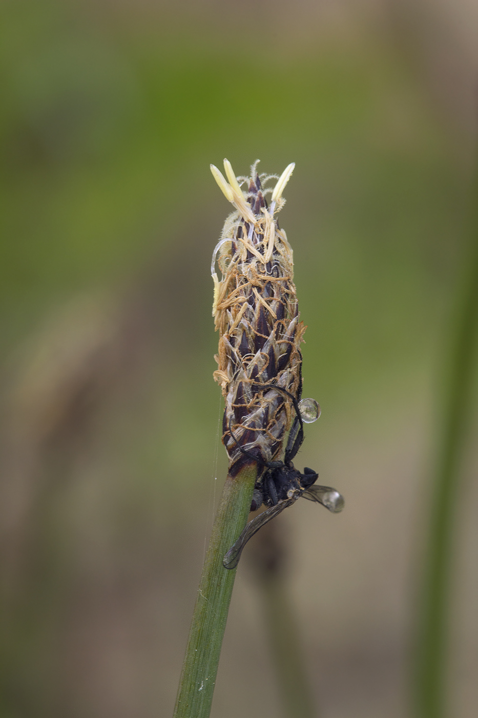 Изображение особи Eleocharis palustris.