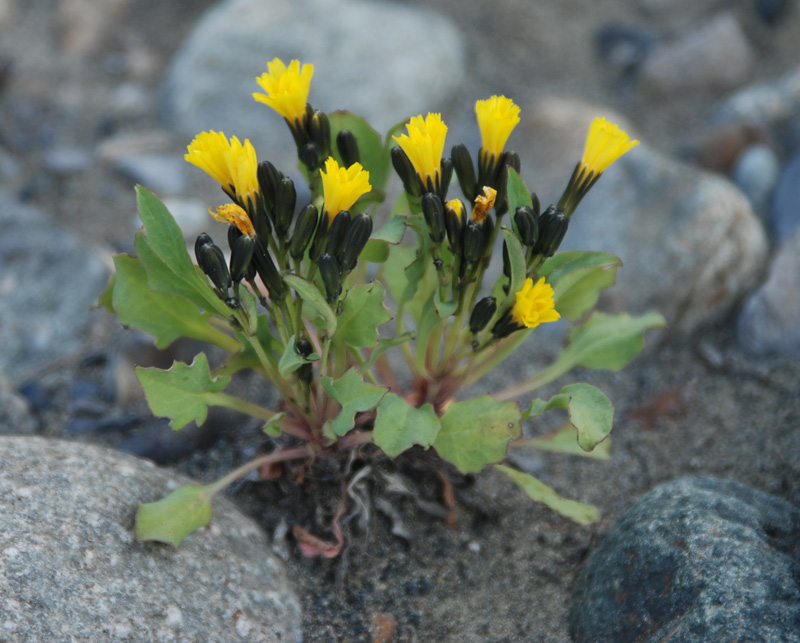 Изображение особи Crepis karelinii.