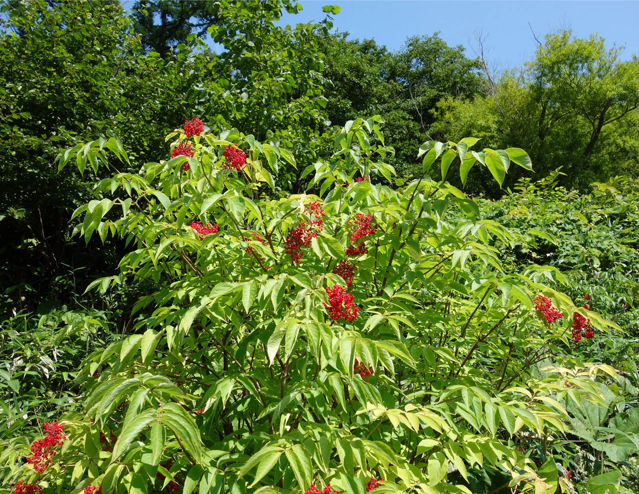 Image of Sambucus miquelii specimen.