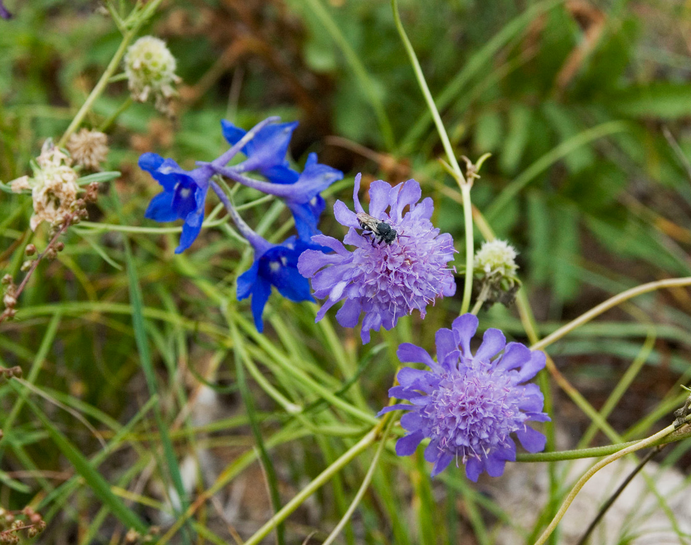 Image of Scabiosa comosa specimen.