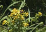 Solidago virgaurea подвид dahurica. Соцветие с бабочкой Ochlodes sylvanus. Сахалинская обл., Томаринский р-н, окр. г. Томари, долина р. Колмагорка (Колмогоровка) в нижнем течении. 30.07.2017.