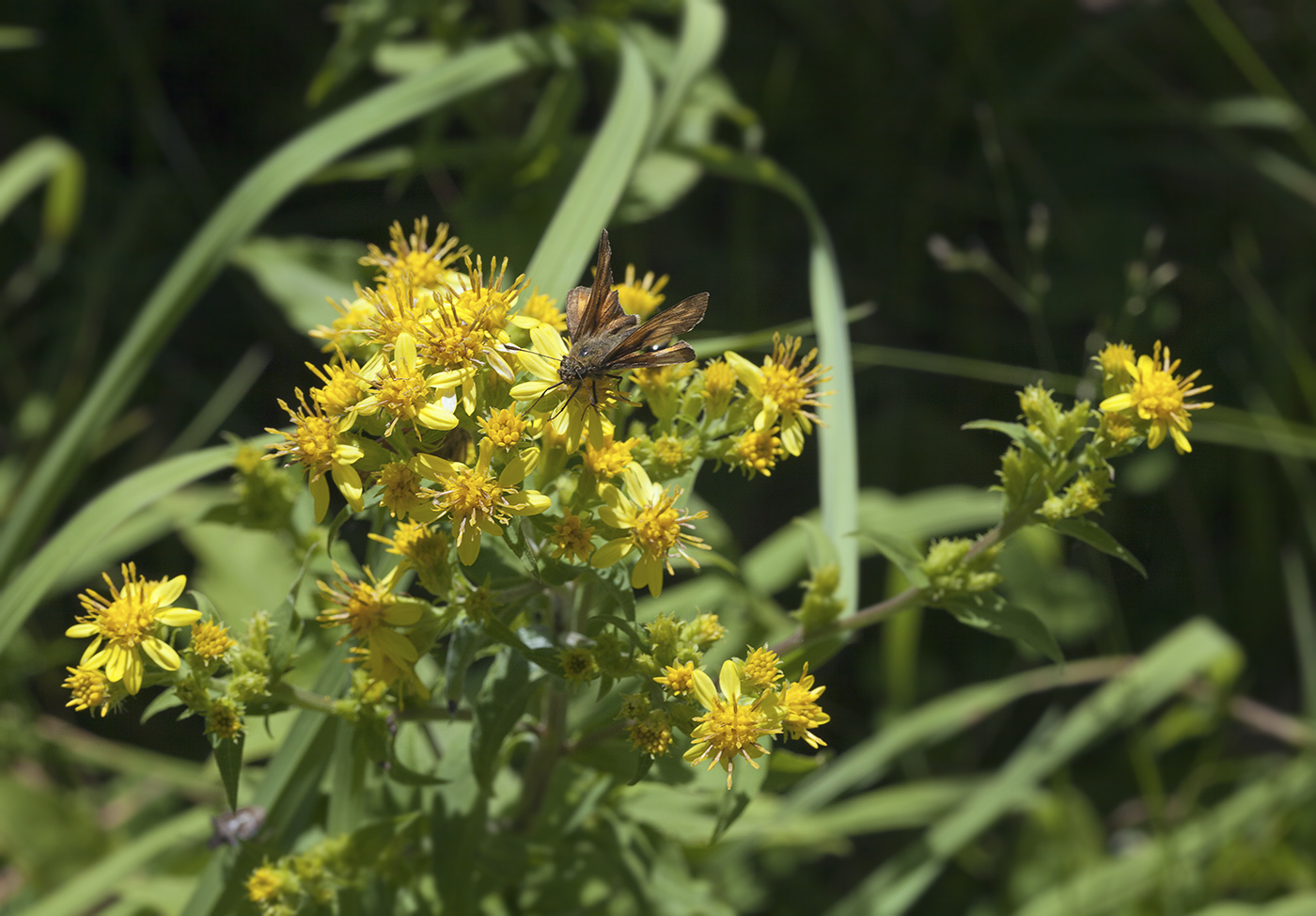 Изображение особи Solidago virgaurea ssp. dahurica.