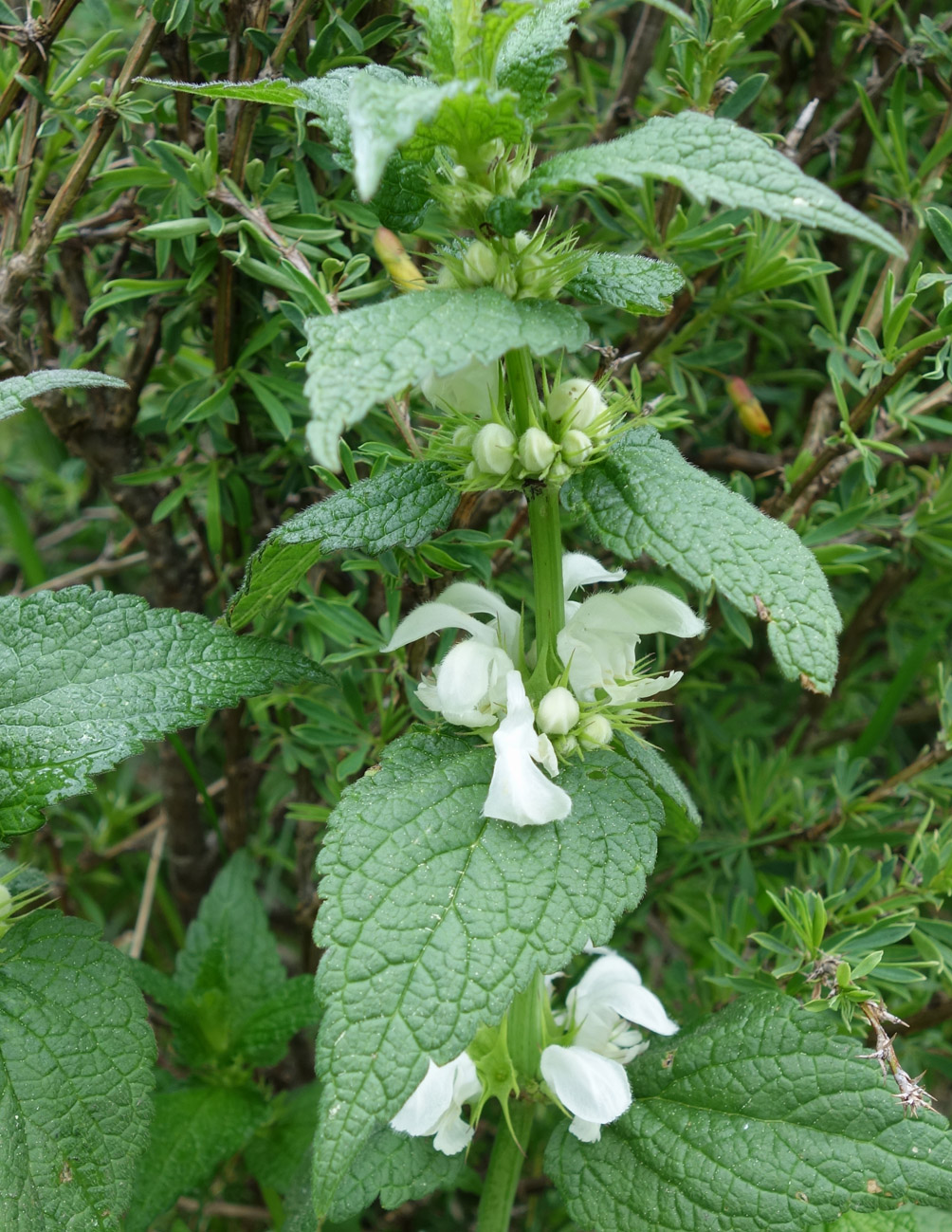 Image of Lamium turkestanicum specimen.