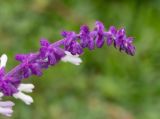 Salvia leucantha