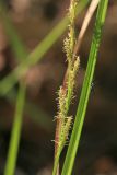 Carex elongata