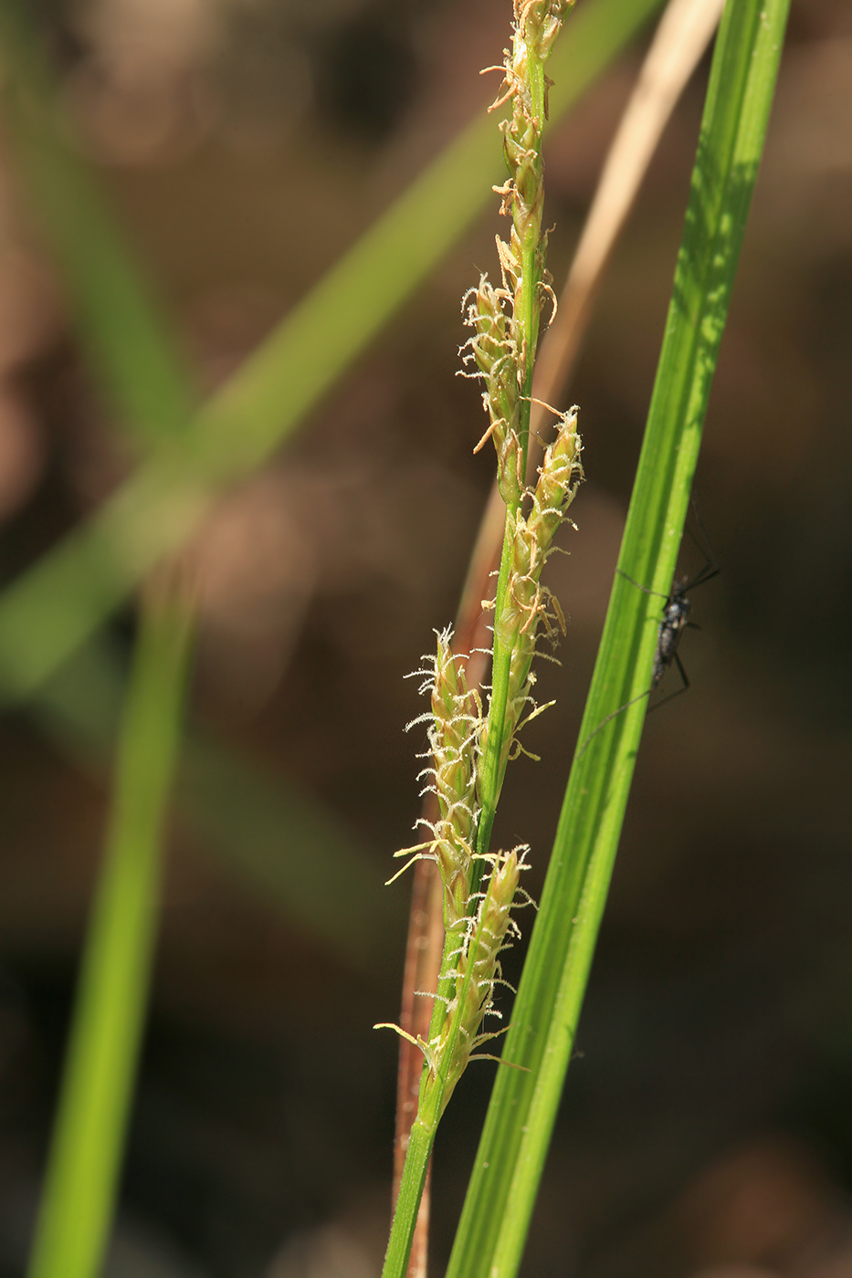 Изображение особи Carex elongata.