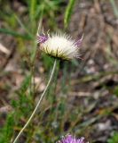 Jurinea arachnoidea