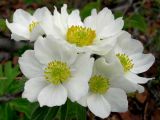 Anemonastrum sibiricum
