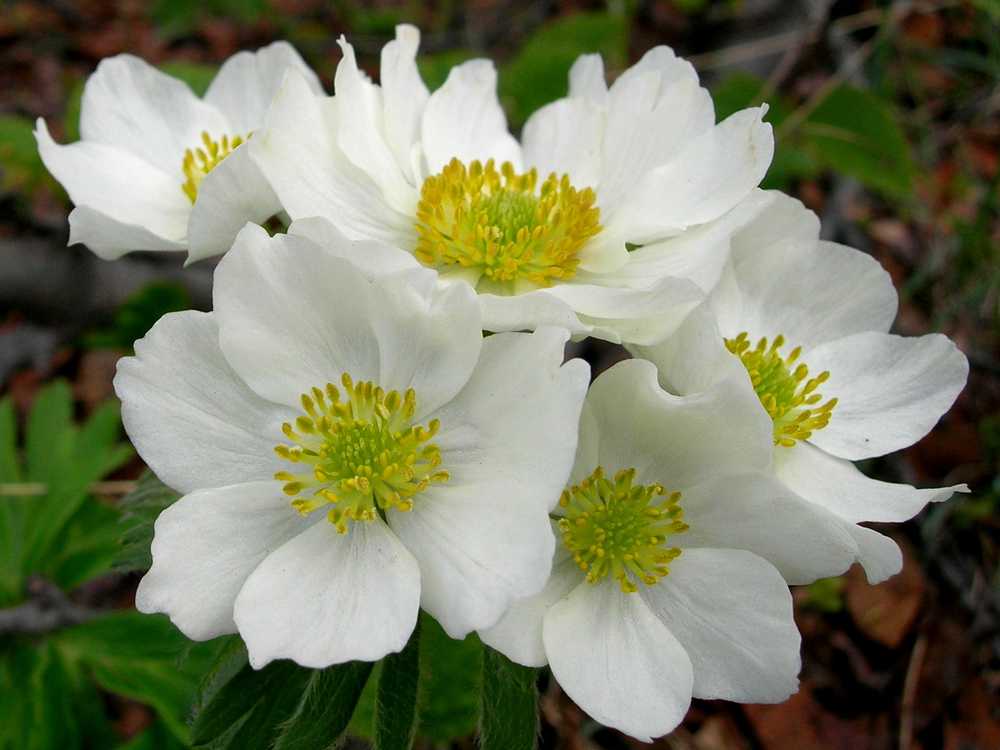 Image of Anemonastrum sibiricum specimen.