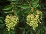 Ligustrum lucidum