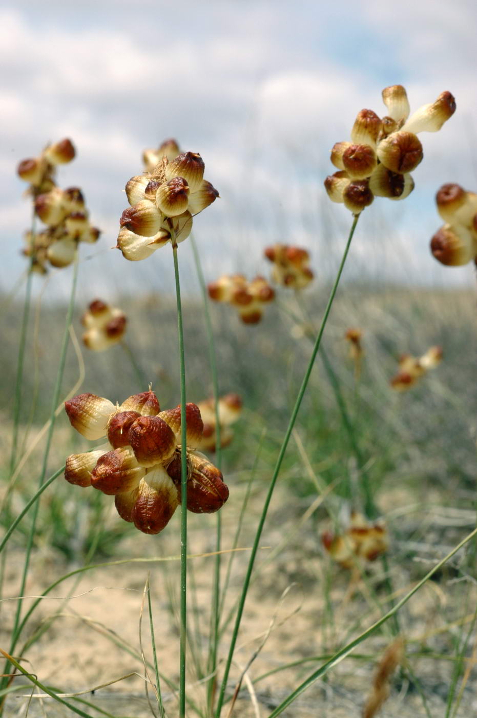 Изображение особи Carex physodes.