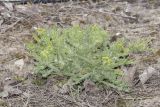 Senecio vernalis