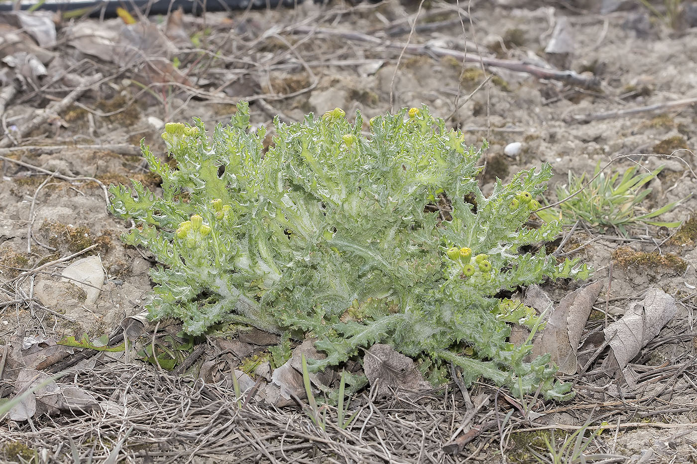 Image of Senecio vernalis specimen.