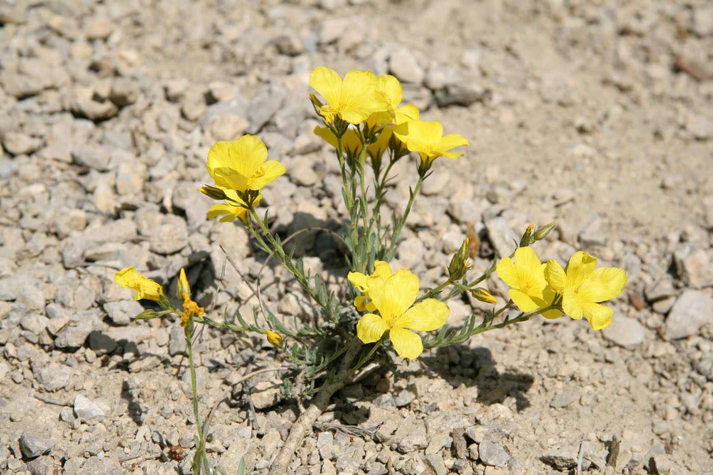 Изображение особи Linum tauricum.