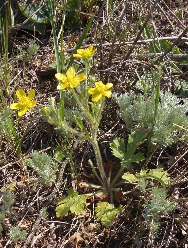 Изображение особи Ranunculus oxyspermus.