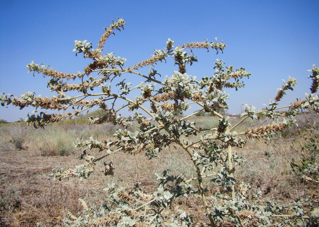 Image of Marrubium peregrinum specimen.