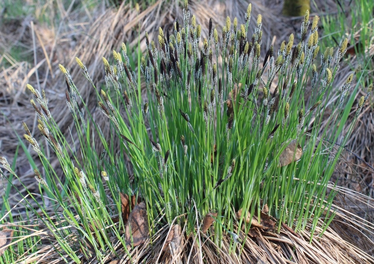 Изображение особи Carex cespitosa.