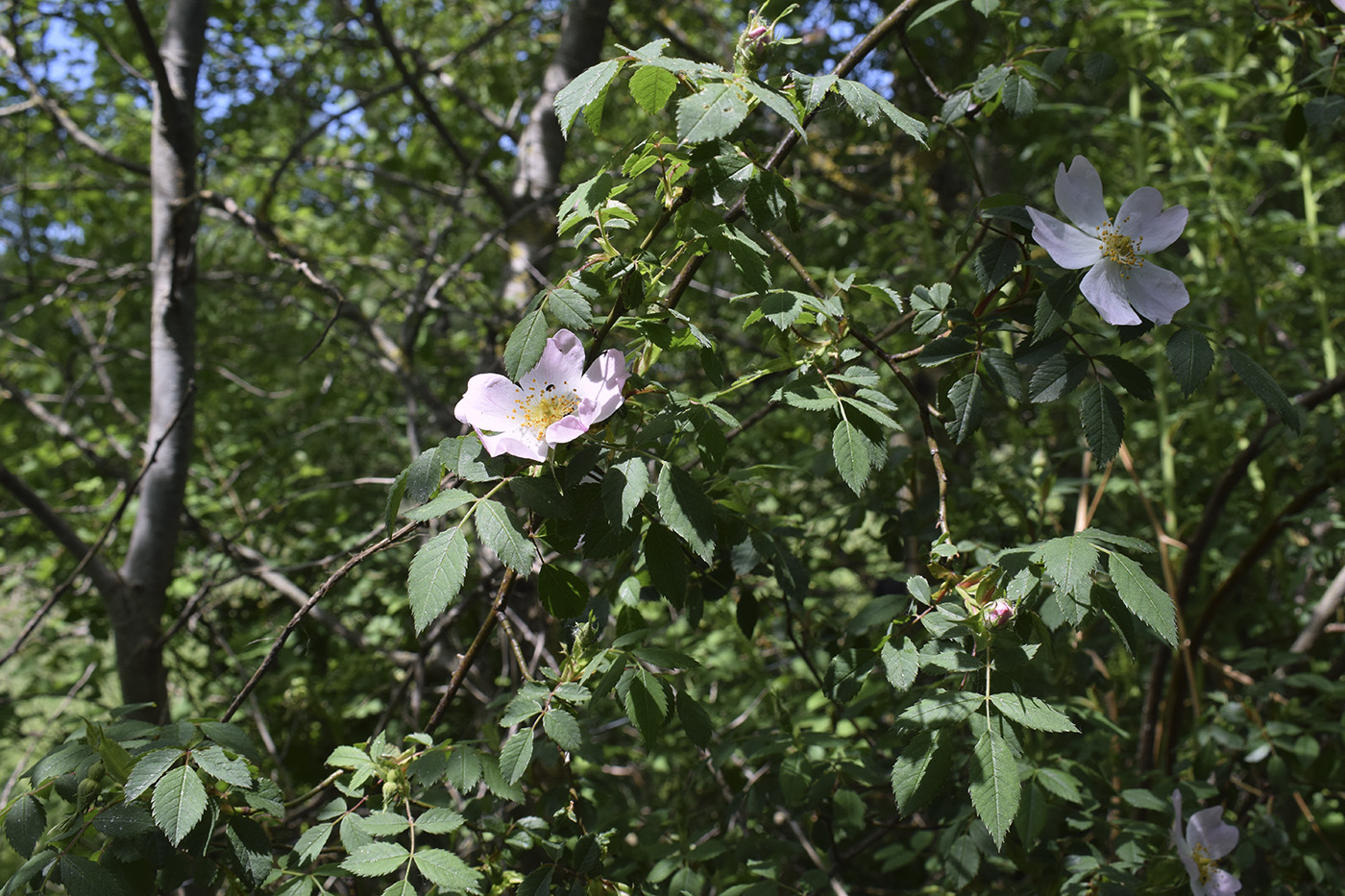 Image of genus Rosa specimen.