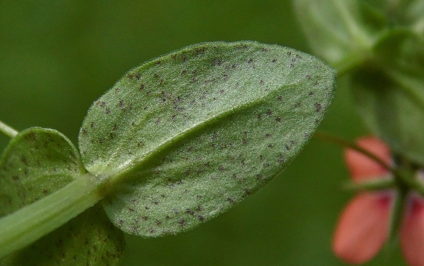 Image of Anagallis arvensis specimen.