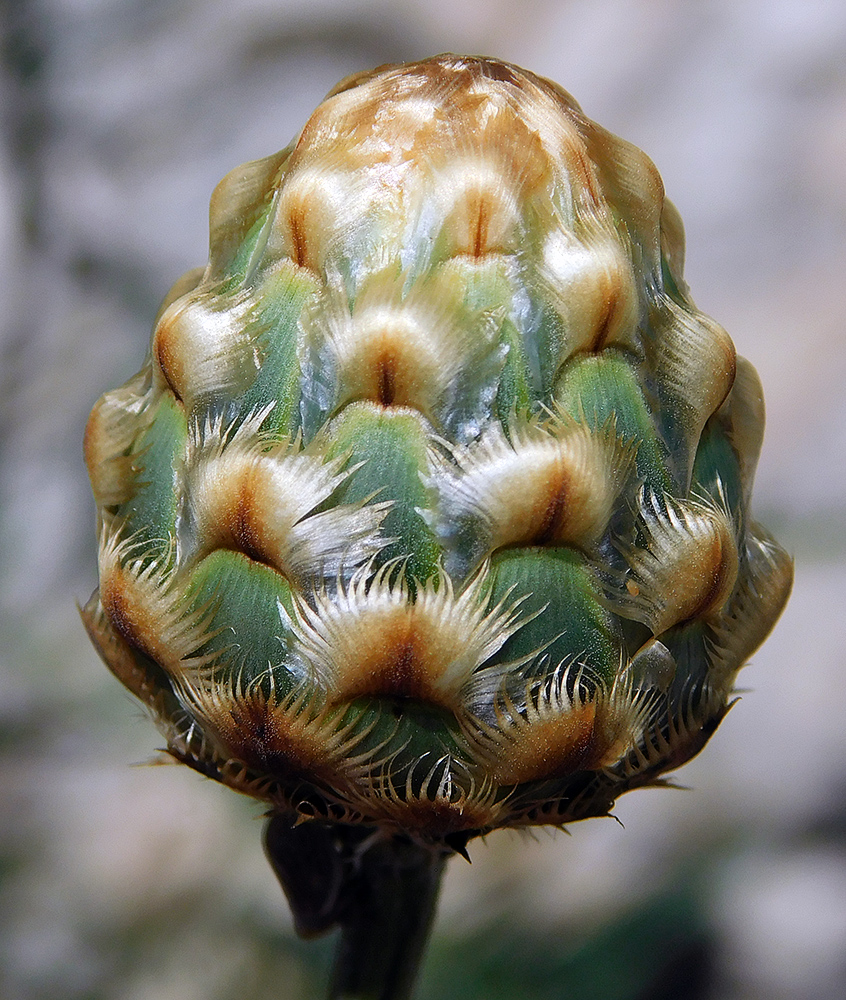 Image of Centaurea orientalis specimen.