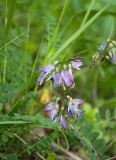 Astragalus subpolaris. Соцветия и листья. Мурманская обл., Кольский р-н, левый берег р. Лавна, пойменный разнотравный березняк. 08.07.2020.