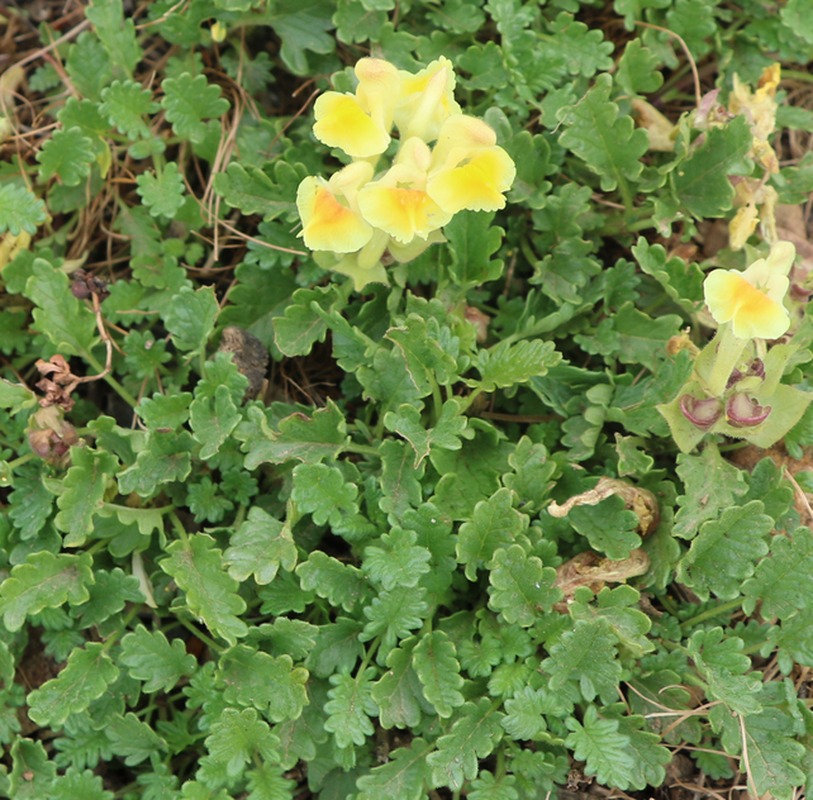 Image of genus Scutellaria specimen.