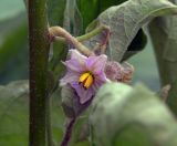 Solanum melongena