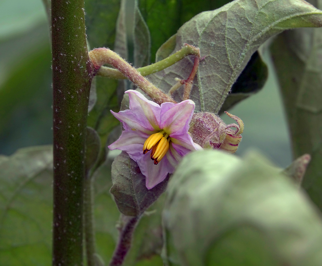 Изображение особи Solanum melongena.