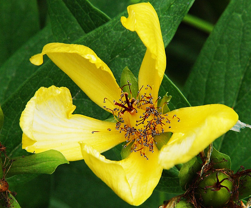 Изображение особи Hypericum gebleri.