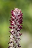 Pedicularis atropurpurea